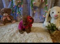 Tammy, a female Miniature Goldendoodle for sale in Decatur, TX – 1 of 3