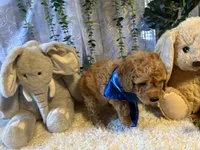 Rowwan, a male Miniature Goldendoodle for sale in Decatur, TX – 5 of 7