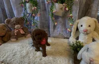 Emely , a female Miniature Goldendoodle for sale in Decatur, TX – 7 of 8