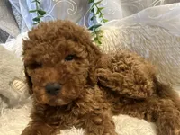 Red, a male Goldendoodle and Miniature Goldendoodle for sale in Decatur, TX – 9 of 9