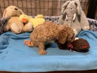 Leo f1bb, a male Miniature Goldendoodle for sale in Decatur, TX – 6 of 10
