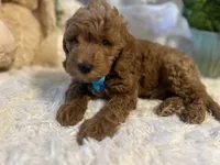 Jack, a male Goldendoodle and Miniature Goldendoodle for sale in Decatur, TX – 1 of 10