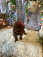 Emely , a female Miniature Goldendoodle for sale in Decatur, TX – 4 of 8