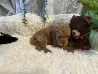 Blue, a male Goldendoodle and Miniature Goldendoodle for sale in Decatur, TX – 3 of 8
