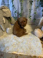 Lio , a male Miniature Goldendoodle for sale in Decatur, TX – 2 of 5