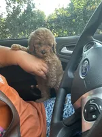 Blue, a male Goldendoodle and Miniature Goldendoodle for sale in Decatur, TX – 5 of 8