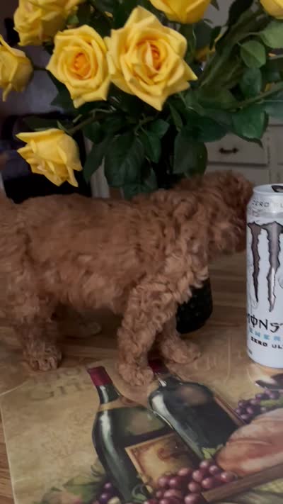 Apricot , a male Miniature Goldendoodle for sale in Decatur, TX – 3 of 10