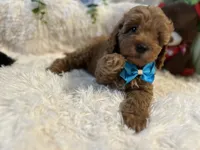 Blue, a male Goldendoodle and Miniature Goldendoodle for sale in Decatur, TX – 2 of 8