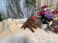 Leila, a female Goldendoodle and Miniature Goldendoodle for sale in Decatur, TX – 3 of 10
