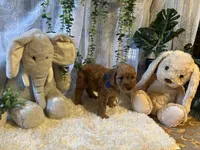Lio , a male Miniature Goldendoodle for sale in Decatur, TX – 3 of 5