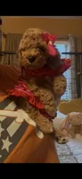 Tammy, a female Miniature Goldendoodle for sale in Decatur, TX – 3 of 3