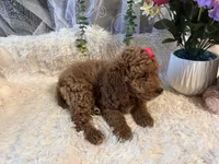 Ginna , a female Goldendoodle and Miniature Goldendoodle for sale in Decatur, TX – 8 of 8