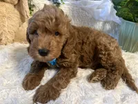 Jack, a male Goldendoodle and Miniature Goldendoodle for sale in Decatur, TX – 6 of 10
