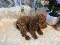 Leila, a female Goldendoodle and Miniature Goldendoodle for sale in Decatur, TX – 10 of 10