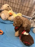Leo f1bb, a male Miniature Goldendoodle for sale in Decatur, TX – 5 of 10
