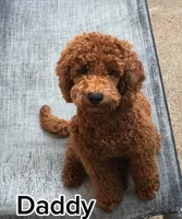Vanessa , a female Miniature Goldendoodle for sale in Decatur, TX – 8 of 8