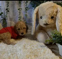 Rowwan, a male Miniature Goldendoodle for sale in Decatur, TX – 3 of 7