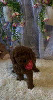 Emely , a female Miniature Goldendoodle for sale in Decatur, TX – 8 of 8