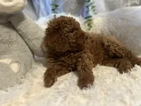 Red, a male Goldendoodle and Miniature Goldendoodle for sale in Decatur, TX – 6 of 9