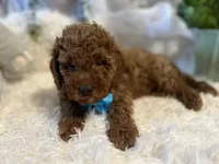 Red, a male Goldendoodle and Miniature Goldendoodle for sale in Decatur, TX – 3 of 9
