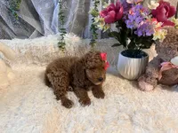 Ginna , a female Goldendoodle and Miniature Goldendoodle for sale in Decatur, TX – 6 of 8