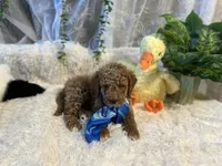 Hammer , a male Goldendoodle and Miniature Goldendoodle for sale in Decatur, TX – 3 of 7