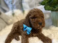 Red, a male Goldendoodle and Miniature Goldendoodle for sale in Decatur, TX – 8 of 9