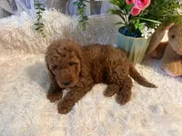 Tammy , a female Goldendoodle and Miniature Goldendoodle for sale in Decatur, TX – 4 of 7