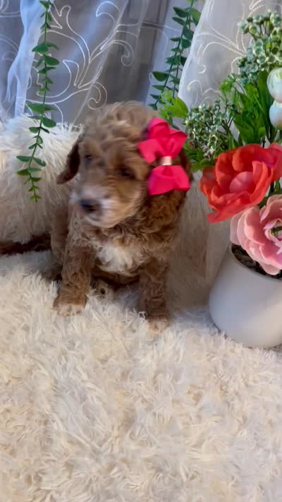 Emma, a female Goldendoodle and Miniature Goldendoodle for sale in Decatur, TX – 3 of 4
