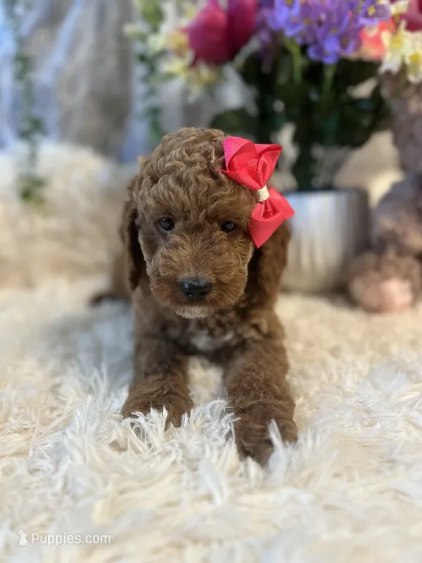 Leila – Goldendoodle, Miniature Goldendoodle puppy for sale in Decatur, TX