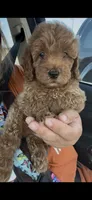 Blue, a male Goldendoodle and Miniature Goldendoodle for sale in Decatur, TX – 6 of 8