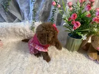 Tammy , a female Goldendoodle and Miniature Goldendoodle for sale in Decatur, TX – 5 of 7