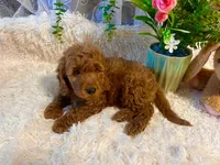Tammy , a female Goldendoodle and Miniature Goldendoodle for sale in Decatur, TX – 3 of 7