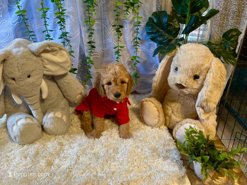 Rowwan – Miniature Goldendoodle puppy for sale in Decatur, TX