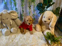 Rowwan, a male Miniature Goldendoodle for sale in Decatur, TX – 2 of 7
