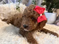 Leila, a female Goldendoodle and Miniature Goldendoodle for sale in Decatur, TX – 4 of 10