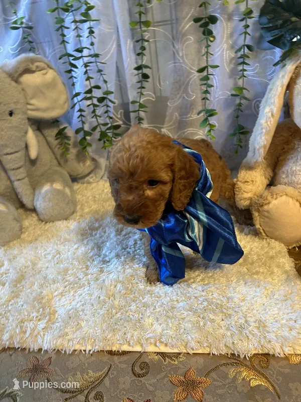 Lio  – Miniature Goldendoodle puppy for sale in Decatur, TX