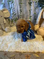 Lio , a male Miniature Goldendoodle for sale in Decatur, TX – 1 of 5