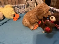 Leo f1bb, a male Miniature Goldendoodle for sale in Decatur, TX – 3 of 10