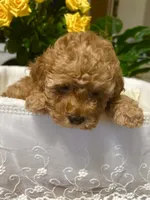 Apricot , a male Miniature Goldendoodle for sale in Decatur, TX – 5 of 10