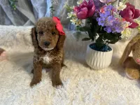 Ginna , a female Goldendoodle and Miniature Goldendoodle for sale in Decatur, TX – 3 of 8