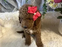 Ginna , a female Goldendoodle and Miniature Goldendoodle for sale in Decatur, TX – 7 of 8