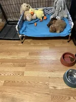 Leo f1bb, a male Miniature Goldendoodle for sale in Decatur, TX – 7 of 10