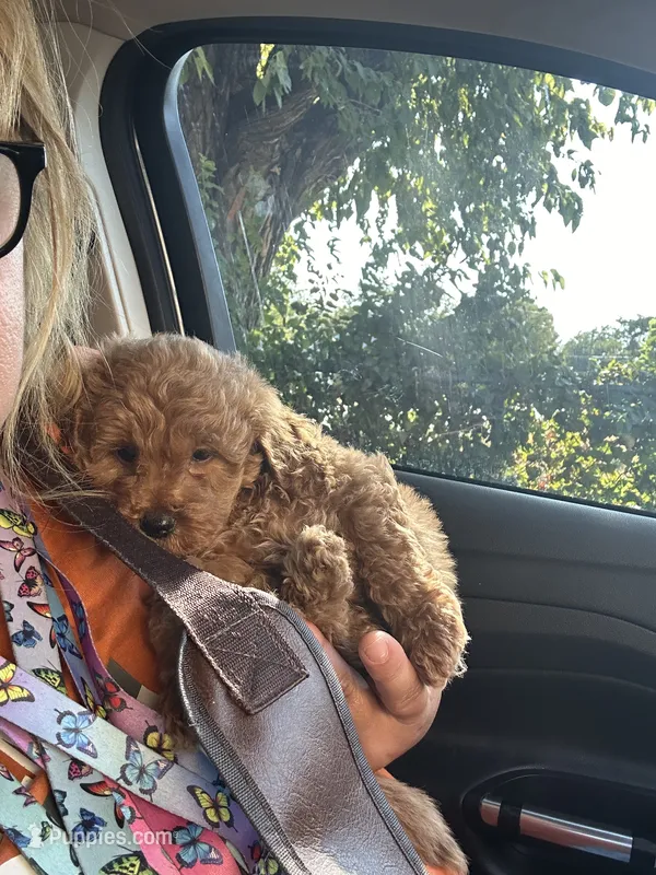 Blue – Goldendoodle, Miniature Goldendoodle puppy for sale in Decatur, TX