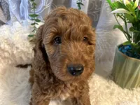 Tammy , a female Goldendoodle and Miniature Goldendoodle for sale in Decatur, TX – 7 of 7
