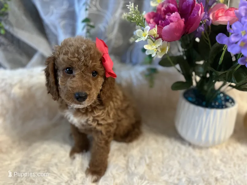 Ginna  – Goldendoodle, Miniature Goldendoodle puppy for sale in Decatur, TX