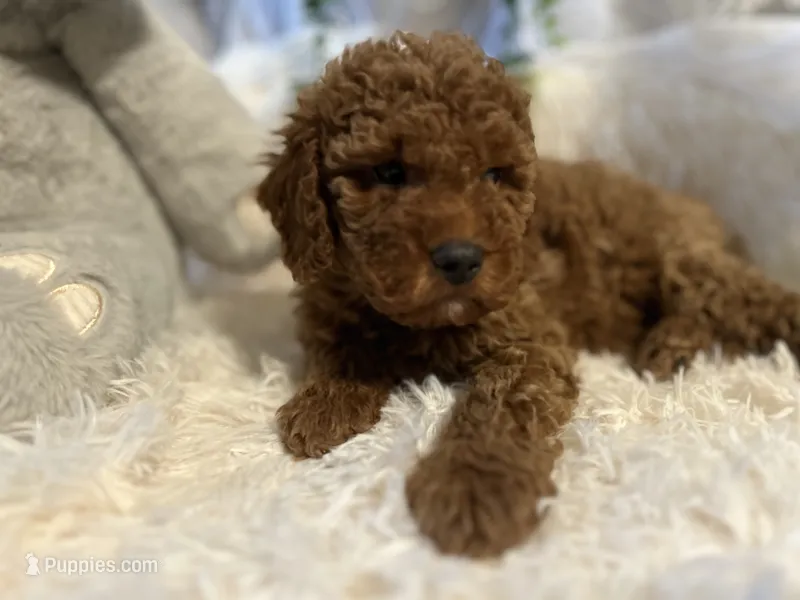 Red – Goldendoodle, Miniature Goldendoodle puppy for sale in Decatur, TX