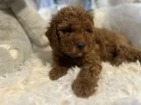Red, a male Goldendoodle and Miniature Goldendoodle for sale in Decatur, TX – 1 of 9