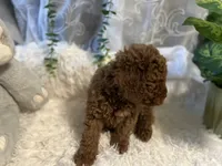 Red, a male Goldendoodle and Miniature Goldendoodle for sale in Decatur, TX – 5 of 9