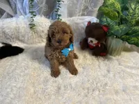 Blue, a male Goldendoodle and Miniature Goldendoodle for sale in Decatur, TX – 1 of 8